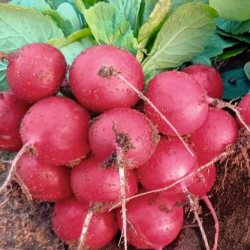 Rzodkiewka Romolo BEJO 3691 f1 50 tyś. nasion precyzja st